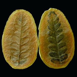 Odontopteris sp _paproć nasienna_USA